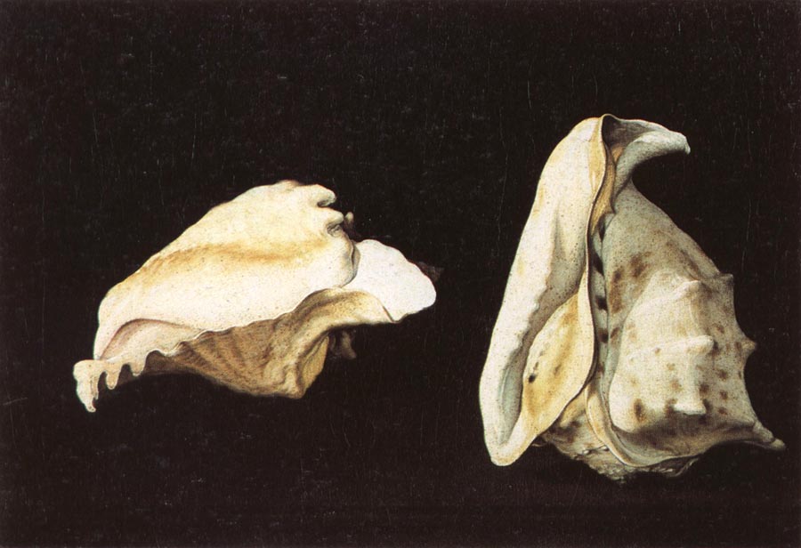 Two Shells